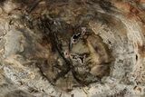 Polished Petrified Wood (Araucaria) Round - Madagascar #355335-1